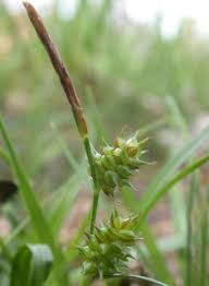 Attēlu rezultāti vaicājumam “Carex lepidocarpa fruit”