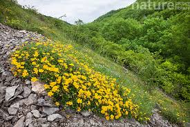 Attēlu rezultāti vaicājumam “Helianthemum nummularium”