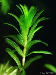 Attēlu rezultāti vaicājumam “Hydrilla verticillata leaf”