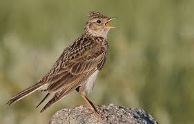 Attēlu rezultāti vaicājumam “Alauda arvensis adult”