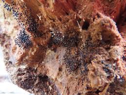 Attēlu rezultāti vaicājumam “Comatricha elegans var. microspora spores”