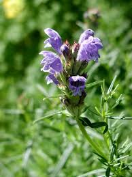 Attēlu rezultāti vaicājumam “Dracocephalum ruyschiana”