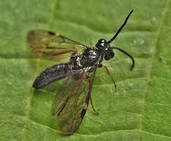 Attēlu rezultāti vaicājumam “Allantus cinctus”