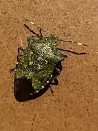 Attēlu rezultāti vaicājumam “Troilus luridus”