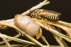 Attēlu rezultāti vaicājumam “Diprion pini”