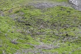 Attēlu rezultāti vaicājumam “Campylopus introflexus”