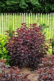 Attēlu rezultāti vaicājumam “Physocarpus opulifolius”