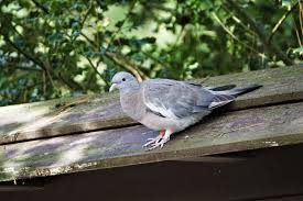 Image result for Columba palumbus