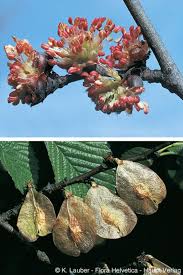 Attēlu rezultāti vaicājumam “Ulmus minor”