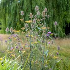 Attēlu rezultāti vaicājumam “Dipsacus fullonum flower”