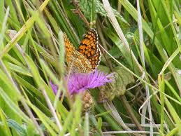 Attēlu rezultāti vaicājumam “Melitaea phoebe underside”