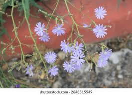 Attēlu rezultāti vaicājumam “Lactuca tatarica bud”