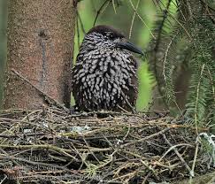 Image result for Nucifraga caryocatactes