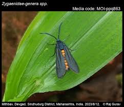 Attēlu rezultāti vaicājumam “Zygaenidae”