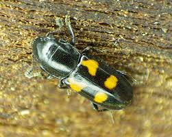 Attēlu rezultāti vaicājumam “Glischrochilus hortensis”