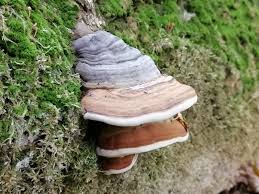 Attēlu rezultāti vaicājumam “Fomes fomentarius”