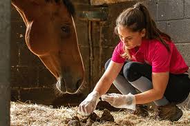 Image result for Greenways Riding Stable Lower Eashing