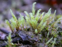 Attēlu rezultāti vaicājumam “Pohlia wahlenbergii macro”