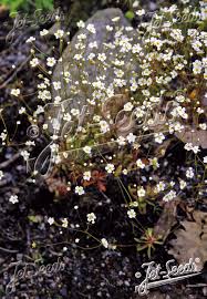 Attēlu rezultāti vaicājumam “Androsace septentrionalis”