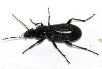 Attēlu rezultāti vaicājumam “Pterostichus niger”