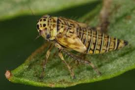 Attēlu rezultāti vaicājumam “Macrosteles nymph”