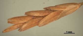 Attēlu rezultāti vaicājumam “Glyceria maxima fruit”