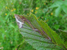 Attēlu rezultāti vaicājumam “Paracorymbia maculicornis imago”
