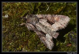 Attēlu rezultāti vaicājumam “Oligia sp.”