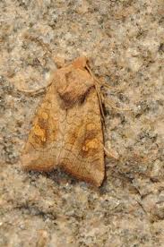 Attēlu rezultāti vaicājumam “Amphipoea”