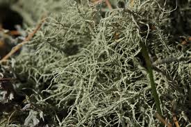 Attēlu rezultāti vaicājumam “Usnea hirta”