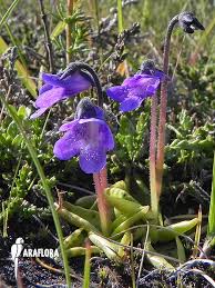Attēlu rezultāti vaicājumam “Pinguicula vulgaris”