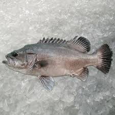 Image result for Polyprion americanus