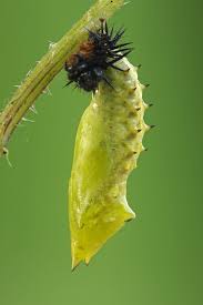 Attēlu rezultāti vaicājumam “Inachis io underside”