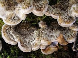 Attēlu rezultāti vaicājumam “Auricularia mesenterica”