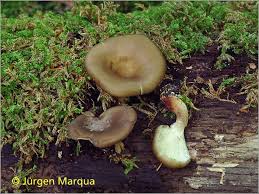 Attēlu rezultāti vaicājumam “Polyporus tubaeformis”