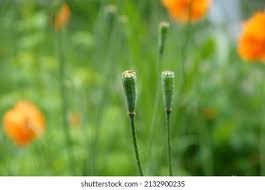 Attēlu rezultāti vaicājumam “Papaver argemone bud”