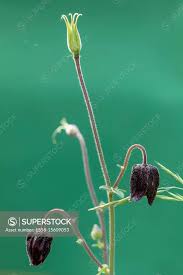 Attēlu rezultāti vaicājumam “Aquilegia vulgaris bud”