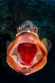 Image result for Epinephelus striatus