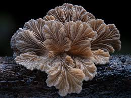 Attēlu rezultāti vaicājumam “Schizophyllum commune”