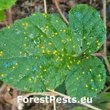 Attēlu rezultāti vaicājumam “Oenothera rubricauli leaf”