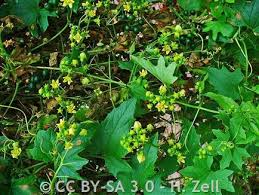 Attēlu rezultāti vaicājumam “Bryonia alba leaf”