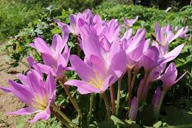 Attēlu rezultāti vaicājumam “Colchicum autumnale”