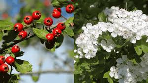 Attēlu rezultāti vaicājumam “Crataegus”