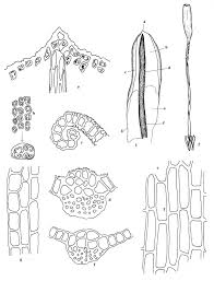 Attēlu rezultāti vaicājumam “Tortula lingulata”