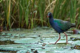 Image result for Porphyrio alleni