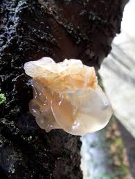 Attēlu rezultāti vaicājumam “Craterocolla cerasi”