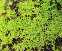 Attēlu rezultāti vaicājumam “Rhabdoweisia fugax sporophyte”