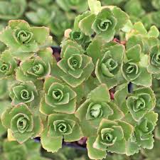 Attēlu rezultāti vaicājumam “Phedimus spurius leaf”