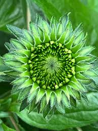 Attēlu rezultāti vaicājumam “Echinacea purpurea bud”