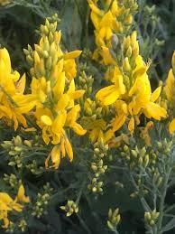 Image result for Genista tinctoria
